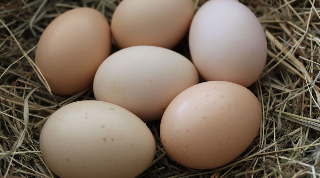 Chicken eggs for incubator